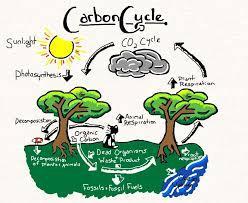 7] A] What does the given diagram depict? Carbon cycle B] How does carbon exist in the Atmosphere? In the form of Carbon.