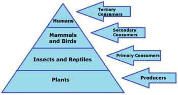 Modify environment Source of energy PHOTOSYNTHESIS producers 8] a. What is the relationship between living and nonliving things as seen in the Pyramid above which shows the nutrition cycle?