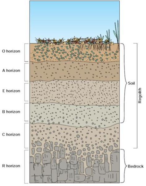 Soil Horizons O horizon Organic matter - Esp.