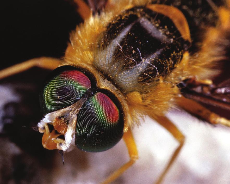 Insects also have another set of eyes, the simple eyes. These eyes register changes in light intensity only. With these simple eyes an insect can detect day length and determine seasons.