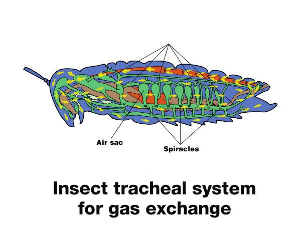 Tracheae enlarged insect gets back to its business. The molting process occurs several times during the life of an insect, and stops when the insect reaches its adult stage.