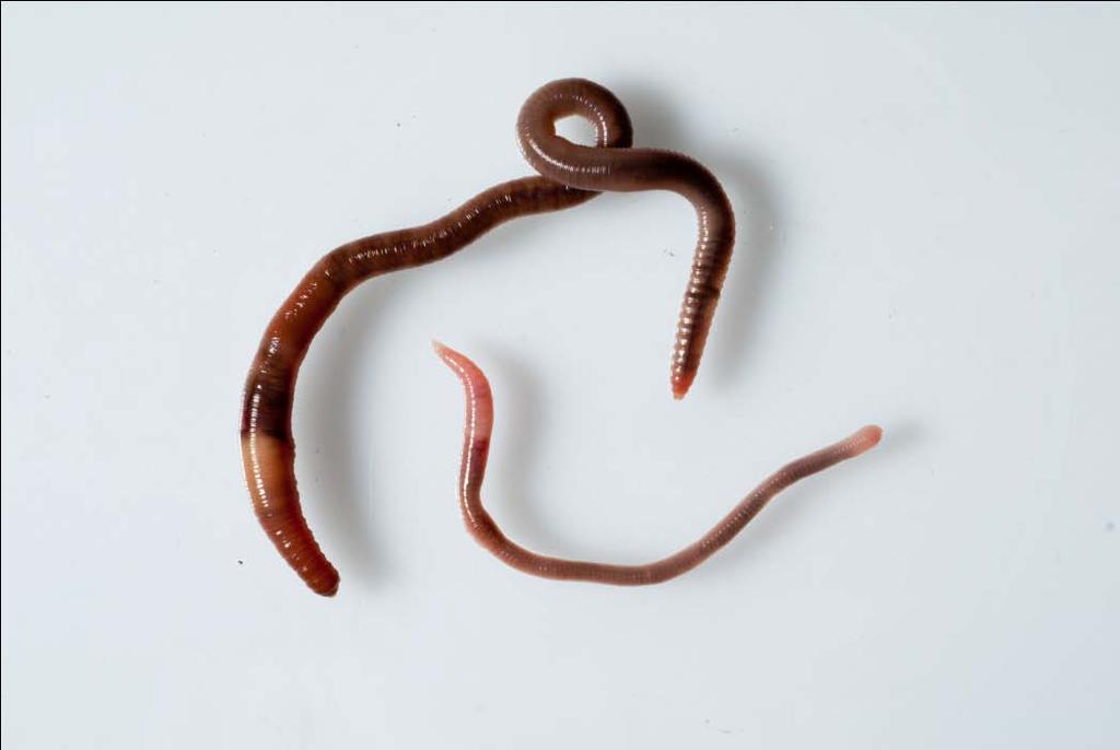 Worms: Adults with clitellum