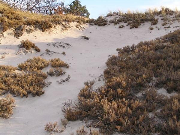 Jogging in the dune