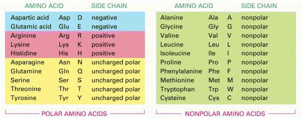 Polar and non-polar aminoacids There is an equal number of polar and non-polar