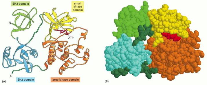 Tertiary structure: a protein is biologically active when folded A protein may be composed by different domains (units that fold independently from