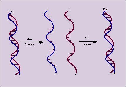 DNA melting Dissociation of the two strands of the double helix by an increase of temperature. It is a reversible phase transition! Dissociation can occur also through a change of ph.