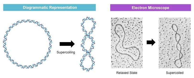 DNA supercoiling in cells DNA in cells is mostly in a supercoiled form Here an electron microscope image of circular supercoiled bacterial DNA Supercoiling reduces the space occupied by DNA.