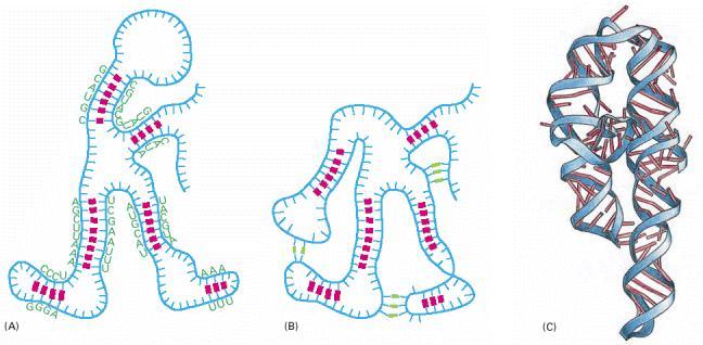 RNA Base pairings: C G A=U G=U E.