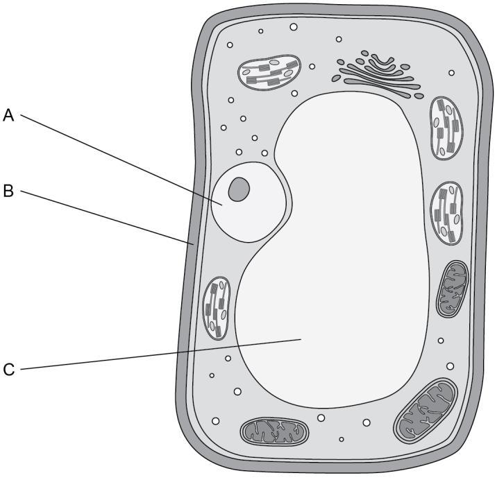 Biology Term 1 Biology Term 1 3 The diagram shows a cell from a leaf.