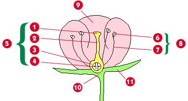 15. What is the purpose of a flower? What type of plants are flowers? Identify all the parts of a flower and identify if it s a male or female part. Sketch the flower on your own paper and label it.