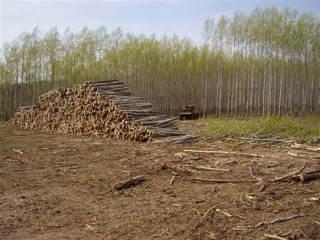 Biomass Source Hybrid Poplar (Populus maximowiczii x nigra) Samples were manually debarked and chipped Samples were screened and dried (2mm to 8mm chips) Chemically characterized Arabinose Galactose