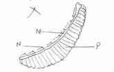 NAME SCHOOL INDEX NUMBER DATE 1. 1992 Q11 P1 GASEOUS EXCHANGE The diagram below represents an organ from a bony fish. Study the diagram and answer the questions that follow 2.