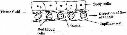 10. 2003 Q13 P1 The diagram below shows gaseous exchange in tissues.