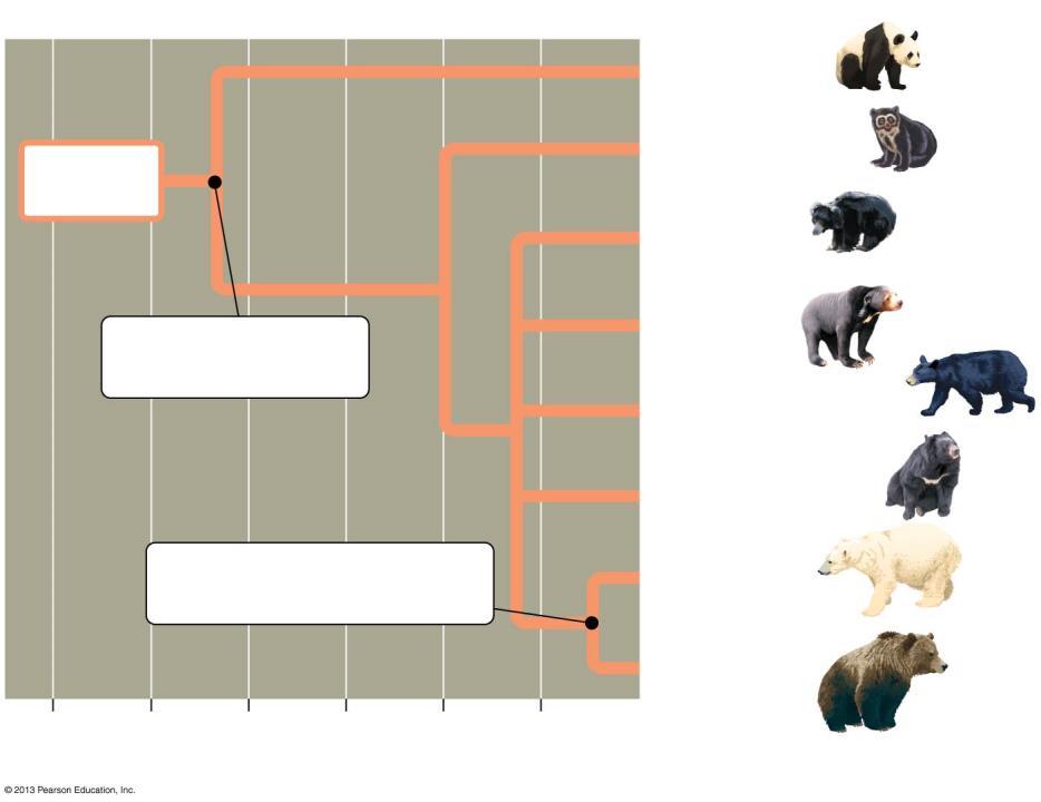 Species that are very similar, such as the brown bear and polar bear, share a more recent common ancestor. Figure 1.