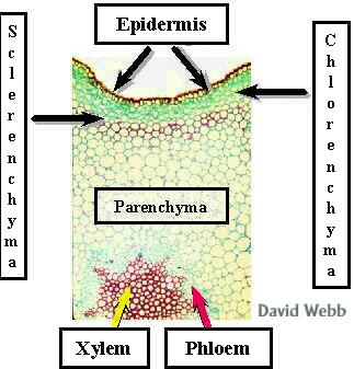 + Dermal Tissue- Epidermis!