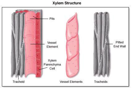 + Complex Tissues - Xylem!