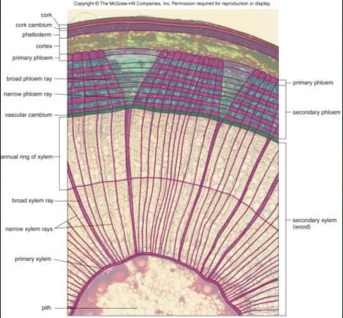 + Complex Tissues - Xylem! Ray cells.