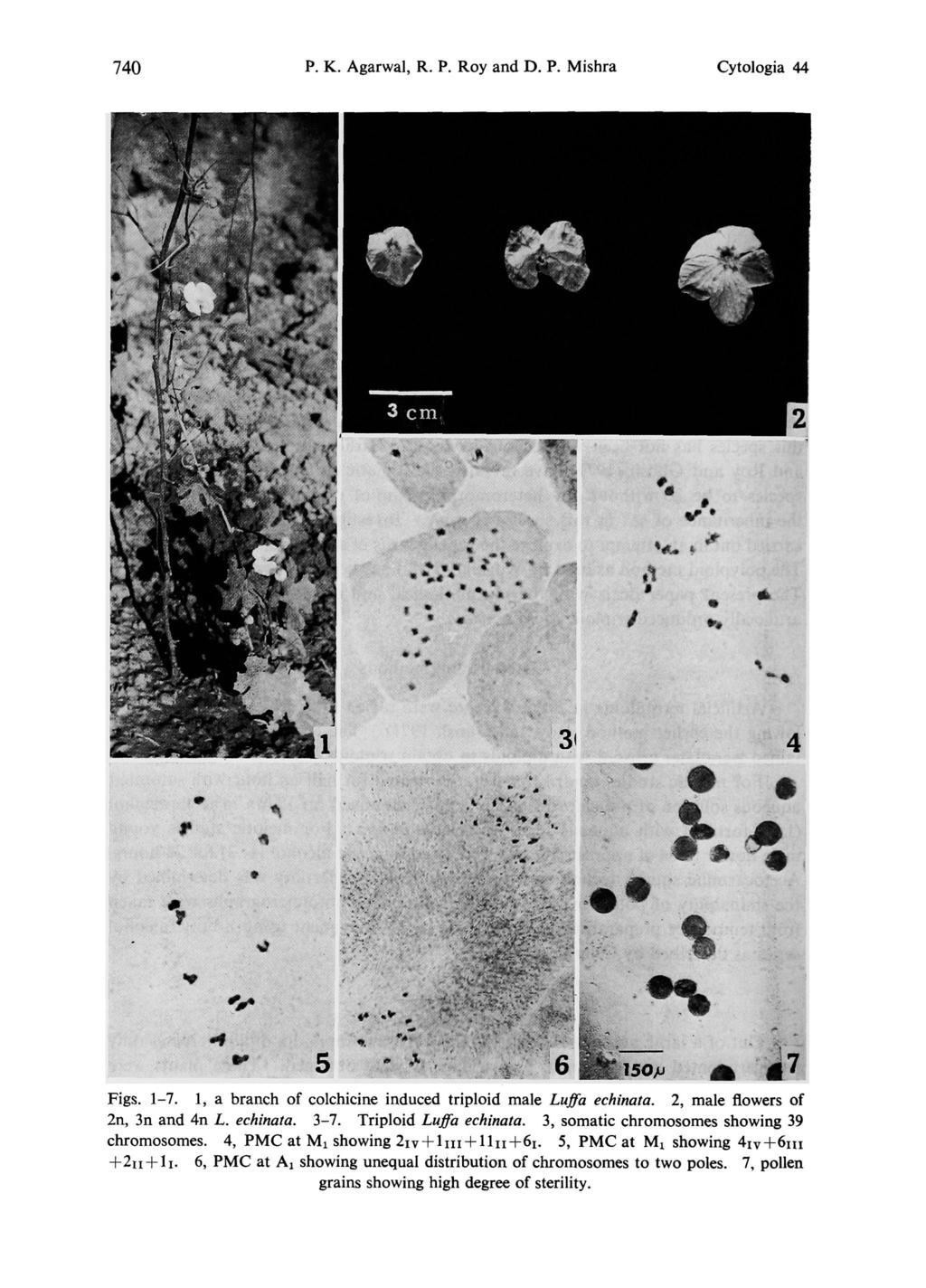 740 P. K. Agarwal, R. P. Roy and D. P. Mishra Cytologia 44 Figs. 1-7. 1, a branch of colchicine induced triploid male Luffa echinata. 2, male flowers of 2n, 3n and 4n L. echinata. 3-7.