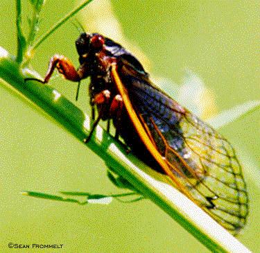 HOMOPTERA -aphids, scales, leafhoppers, cicadas,