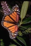 Butterflies & Moths: Lepidoptera Complete metamorphosis Larva