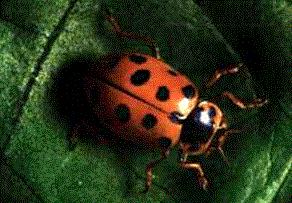 weevils, and green fruit beetles are