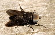 Flies & Mosquitoes - Diptera