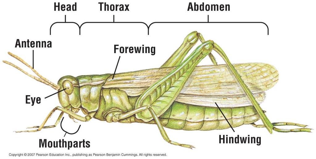 Insect Characteristics Three Distinct Body Regions: Head, Thorax, Abdomen Antennae -