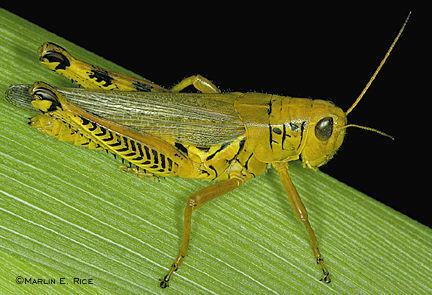 ORTHOPTERA - grasshoppers, locusts, crickets, mantids, cockroaches