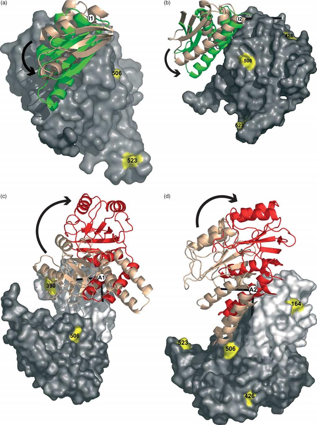 10 Structural Dynamics of GroEL Figure 5. Inherent motions in intermediate and apical domains in unliganded GroEL are already on the path of the structural excursions generated by ATP/GroES binding.