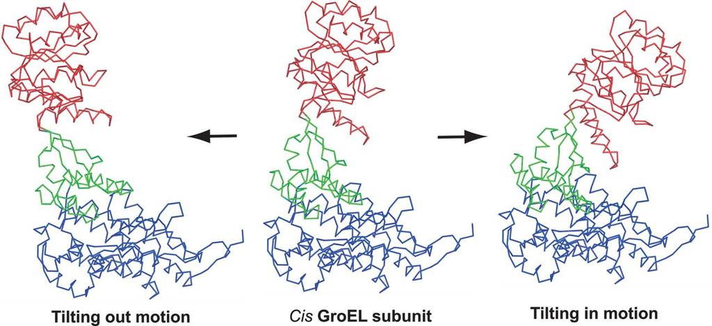 Structural Dynamics of GroEL 11 Figure 6. Principal axes of the libration tensors for the three domains in the cis GroEL subunit in its folding-active state.