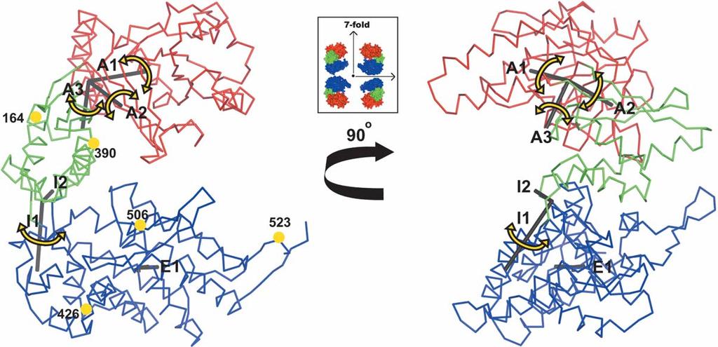 8 Structural Dynamics of GroEL Figure 3. Principal axes of the libration tensors for the three domains of the unliganded GroEL subunit in the polypeptide-binding state.