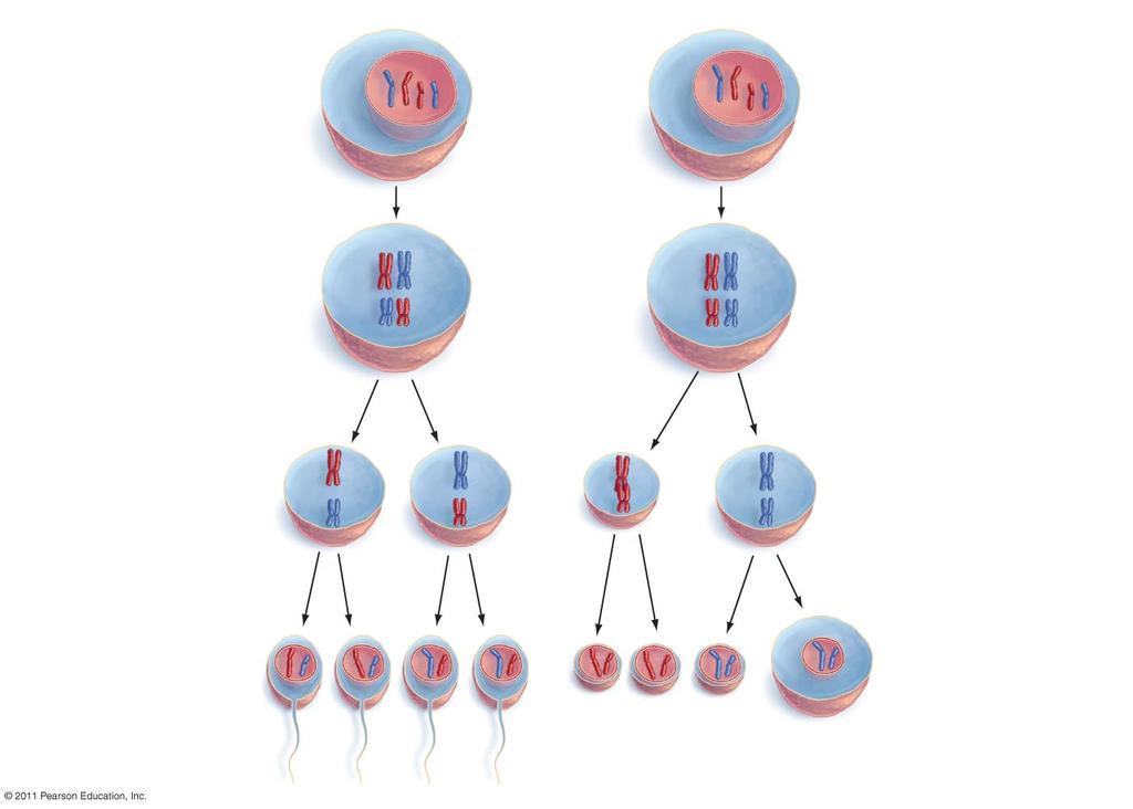 Sperm and Egg Formation in Humans Spermatogenesis Oogenesis spermatogonium oogonium 1. The diploid spermatogonium cell produces a primary spermatocyte. primary spermatocyte primary oocyte 1.