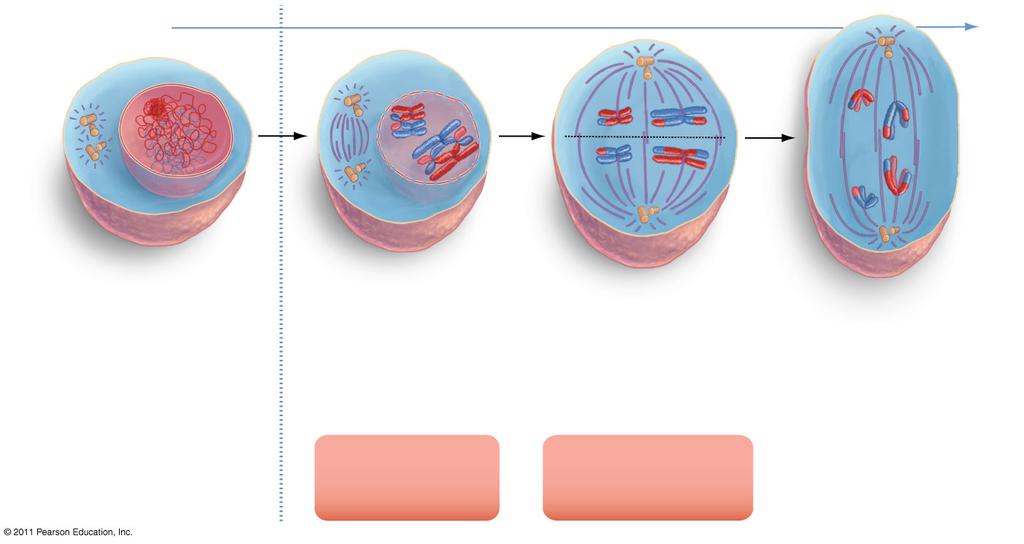 The Steps of Meiosis Prior to meiosis Diploid Meiosis I metaphase plate End of interphase Prophase I Metaphase I Anaphase I DNA has already duplicated Homologous chromosomes link as they condense,