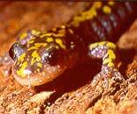 Percent survival 120 100 80 60 40 20 Long-toed salamander Shielded
