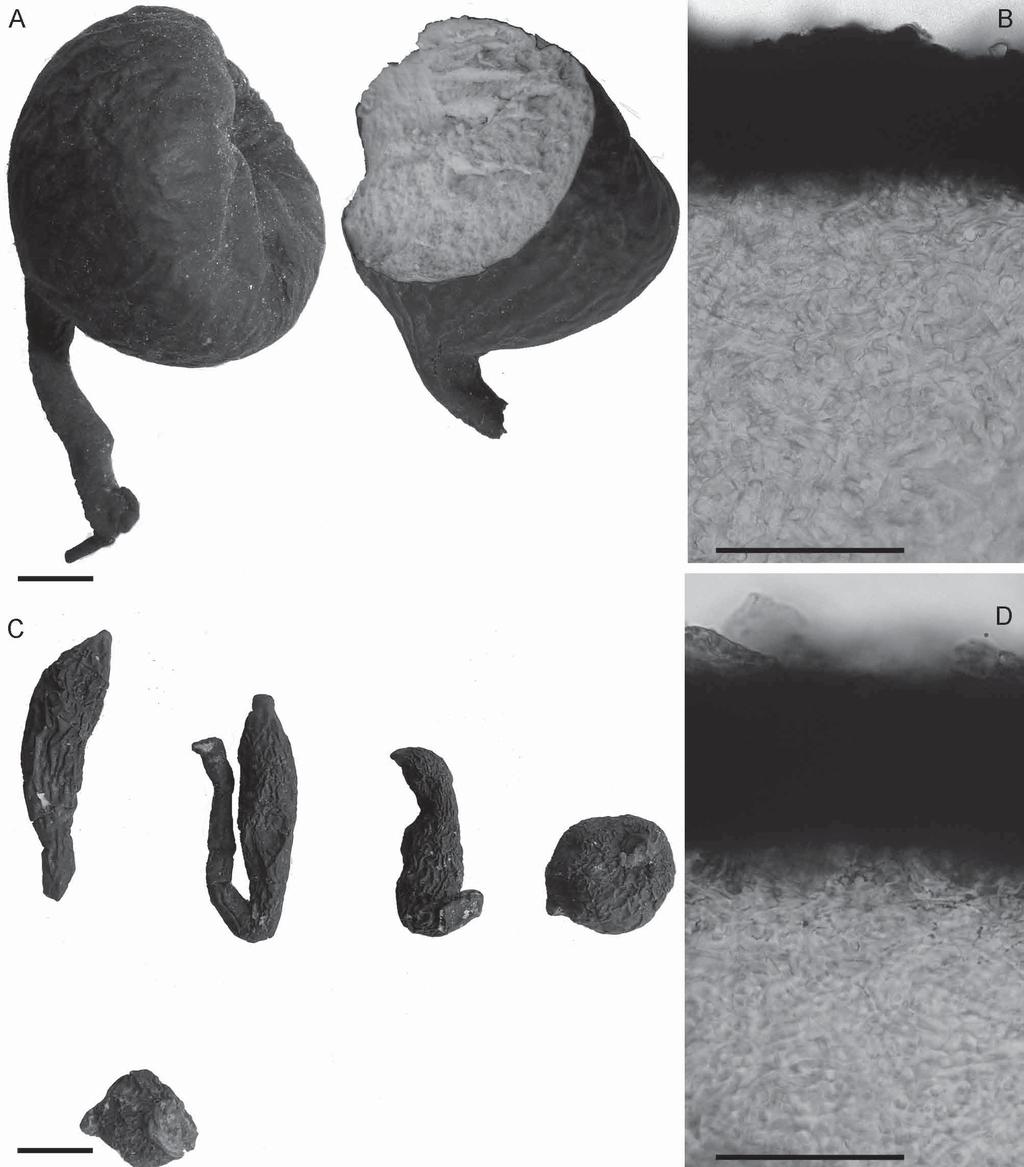 FIGURE 1. A, B: The fungal morph (nilamanga) recently collected from Kerala; A. Stromata; B. Section showing the stromal interior. C, D: Sclerotium stipitatum; C. Holotype (K(M) 125991); D.