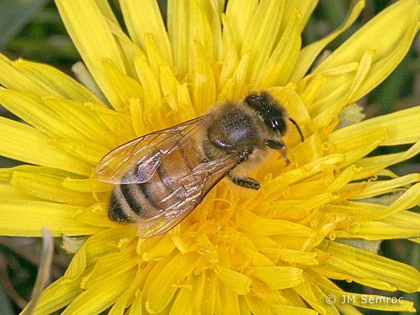 Who Are the Pollinators and What Do They Need to be Effective?