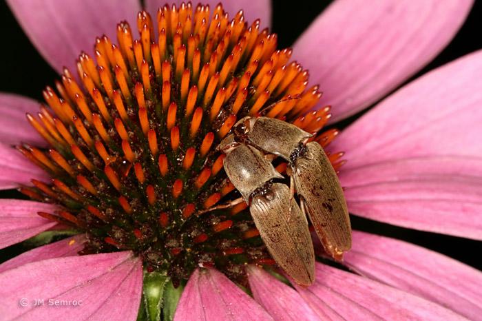 Beetles Flowers usually large, flat or bowl-like, with ample, easily accessible pollen