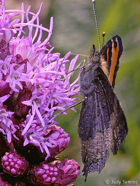 Butterflies Like bright red, orange, yellow, pink, blue or purple flowers that are often large and showy with faint, fresh fragrance Flowers often have a funnel shape or narrow tube with nectar at