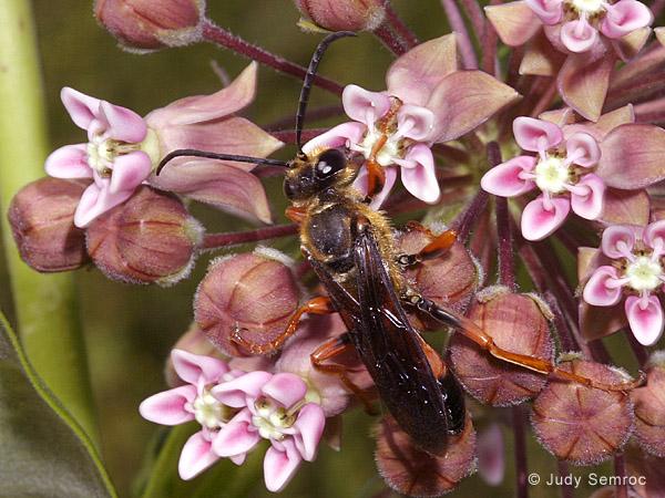 dotted horsemint, black cherry, buttonbush, milkweeds & goldenrod Ichneumon Species on Queen Anne s Lace