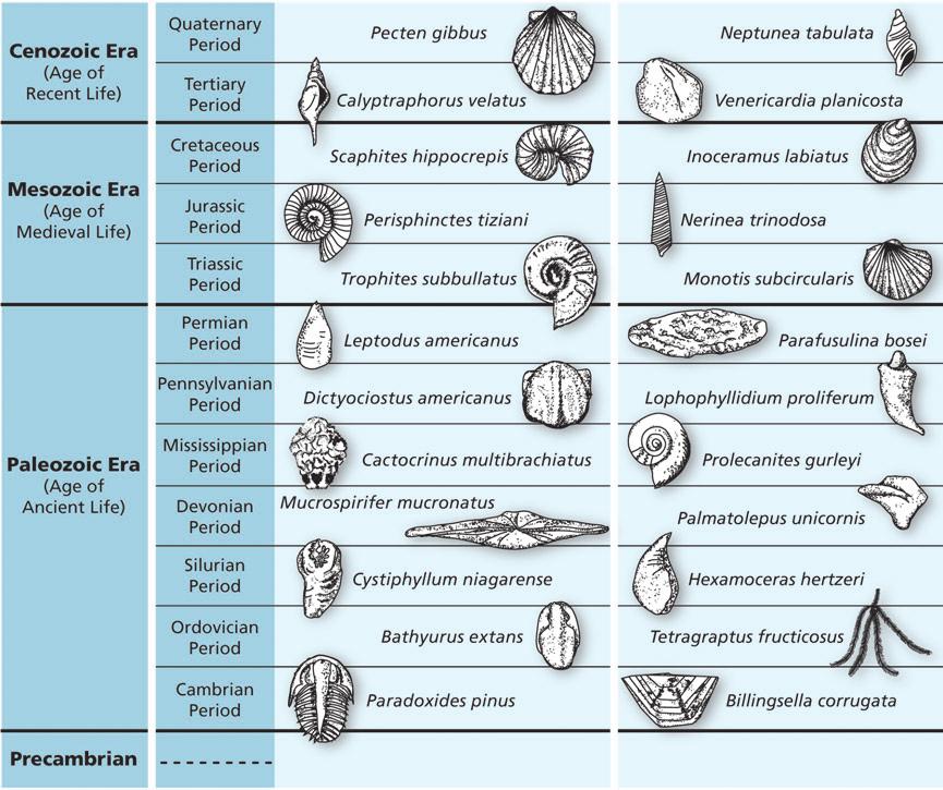 Chapter 3 Minerals, Rocks, and Structures The Use of Fossils in Dating Geologic Successions Geo Words principle of faunal succession: the kinds of animals and plants found as fossils change through