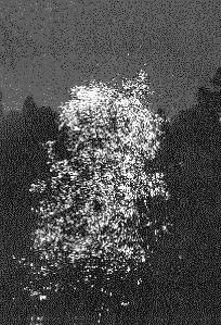 One of the most interesting examples of a large system of coupled oscillators are the firefly swarms of south Asia. At nightfall, large numbers of fireflies gather in trees.