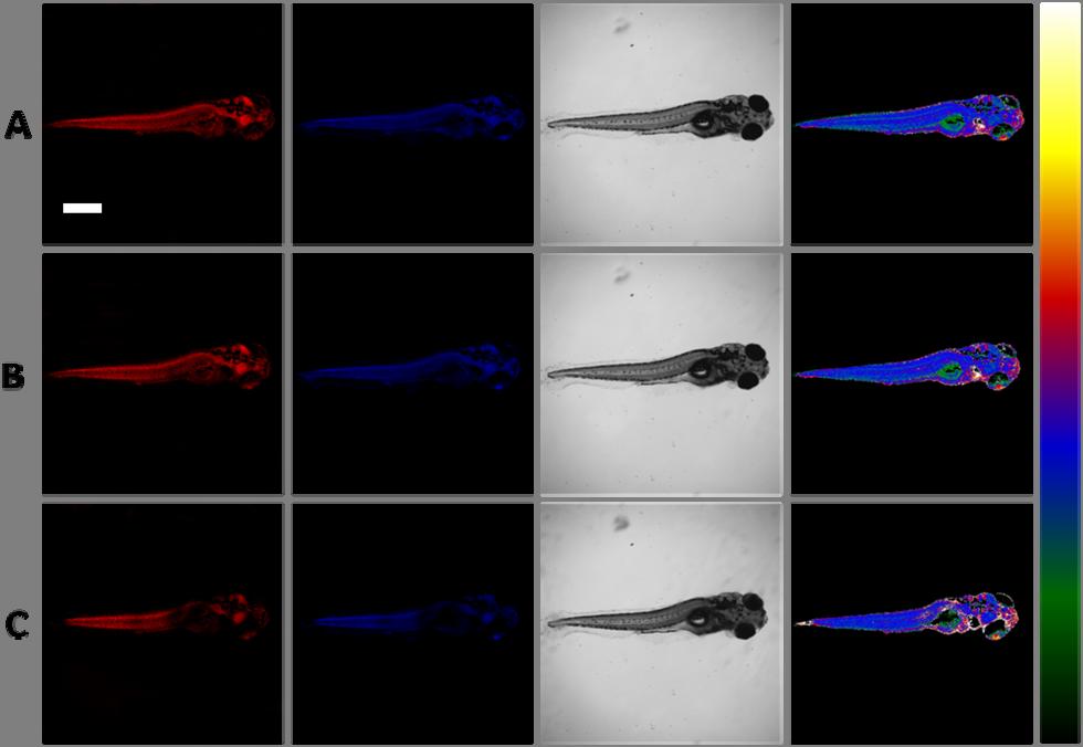 1.5 1.0 R 0.5 0.0 A B C Fig. S15 (Top panel) Fluorescence change of 10 μm 1 itself in 5-day-old zebrafishes with time: (A) 20 min, (B) 40 min, and (C) 60 min.