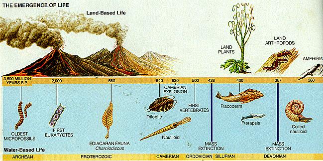 Geologic Time Defined by changes in species or