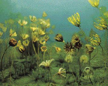 amphibians) lungfish, coelacanths Ferns (seeds!