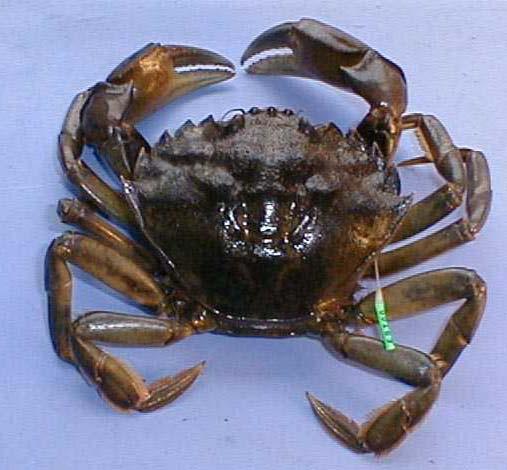 Habitat Capability Modeling European Green Crab, Carcinus maenas Critical habitat attributes mapped in ShoreZone Along-shore [Unit]: Protected wave exposure