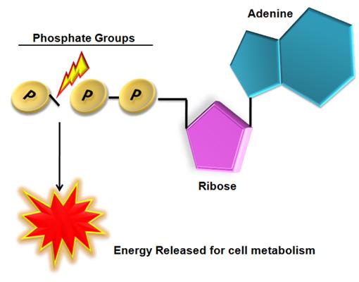 When ATP breaks apart, it releases energy and