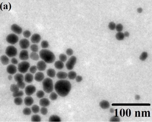 Chapter 7: Interaction of Gold Nanoparticle with Proteins Figure 7.4. TEM micrographs of gold nanoparticles for 0.2 wt% HAuCl 4.3H 2 O with 0.