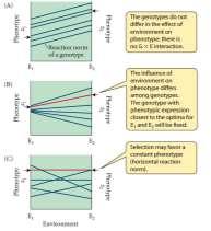 represents range of environmental conditions Y-axis represents the resulting phenotype Is plasticity adaptive?