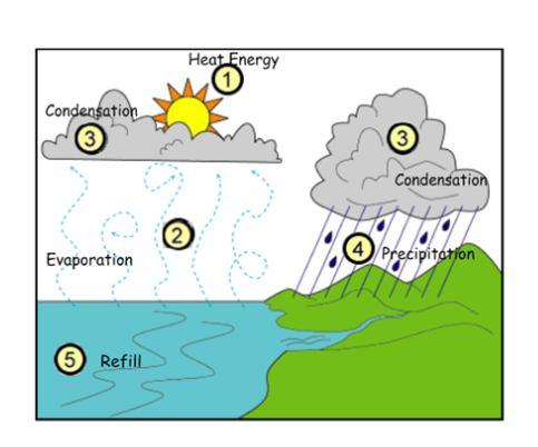 50. Draw, label, and explain the WATER CYCLE tracing the path water takes from a cloud, to a mountain/hillside, to a lake/ocean and back to a cloud.