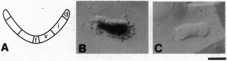 For doses lower than 50 ng/ml, no significant effect on Pax-6 expression was observed. At 50 ng/ml, Pax-6 expression was clearly reduced, with only 50% of the staining left (Fig. 3B).